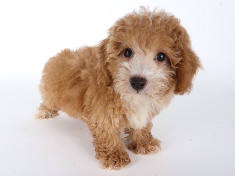 [#14626] Tan Male Cotonpoo Puppies For Sale #2