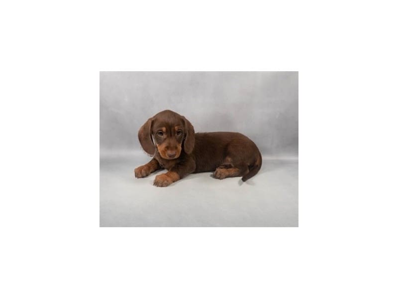 [#14632] Chocolate and Tan Male Dachshund Puppies For Sale #2