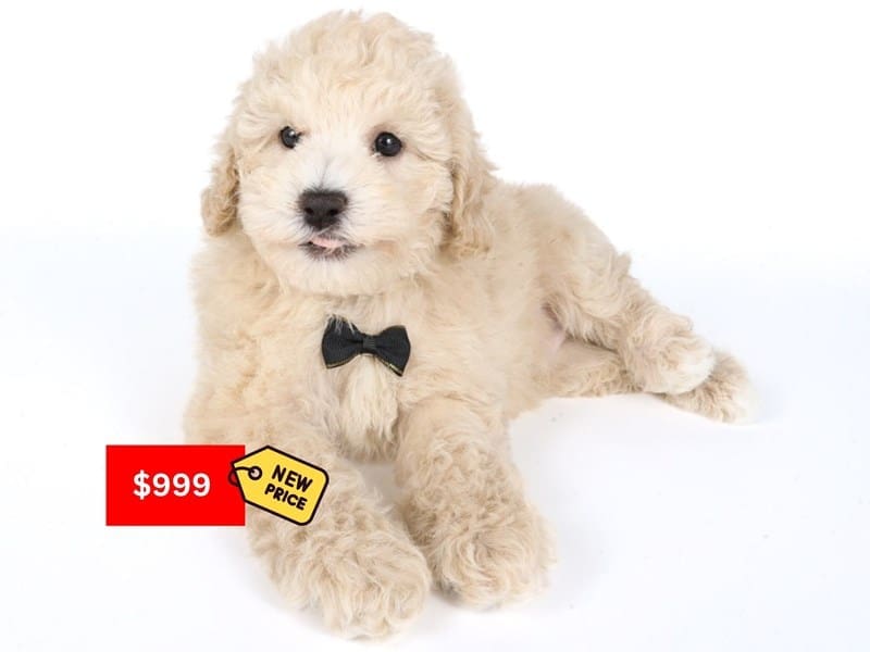 [#14535] Apricot Male Maltipoo Puppies For Sale #3