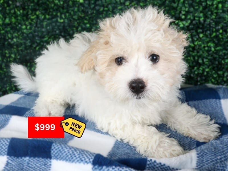 [#14538] Apricot Parti Female Maltipoo Puppies For Sale #3