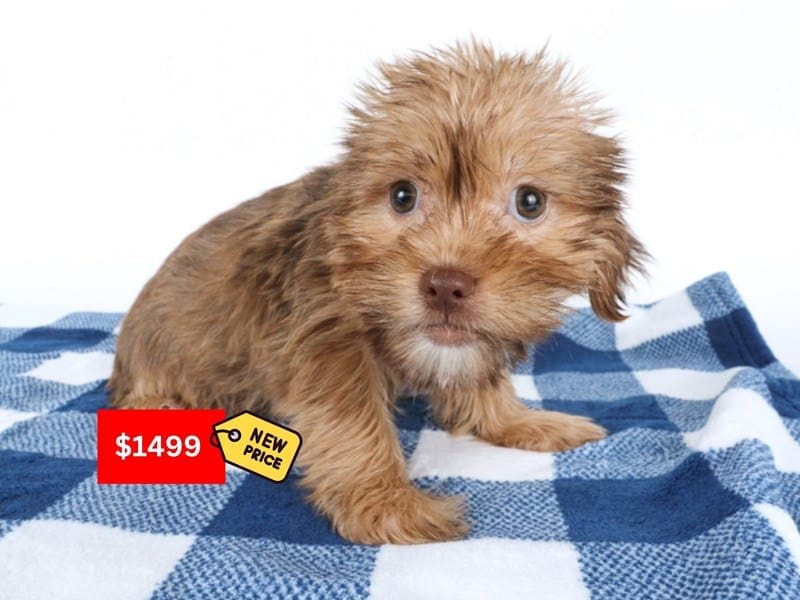 [#14582] Brown Female Shorkie Puppies For Sale #4