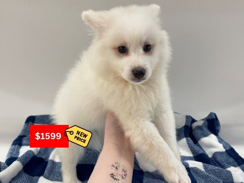 American Eskimo Dog-Dog-Male-White-4992895-XO PUPS