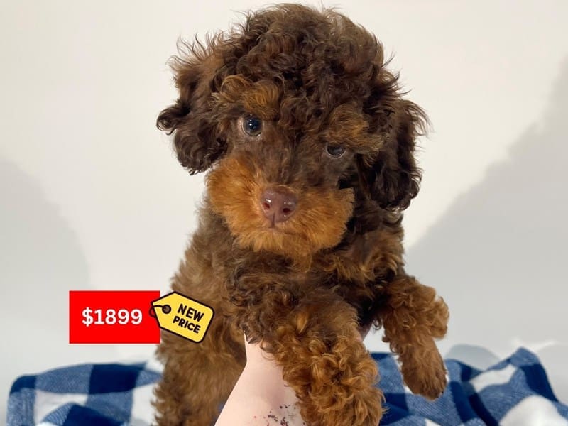 [#14564] Brown and Apricot Male Miniature Poodle Puppies For Sale #4