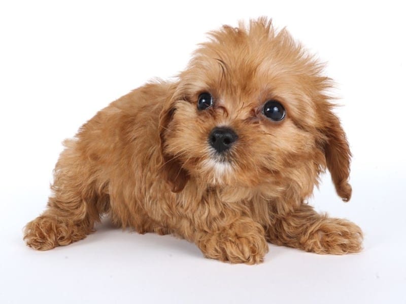 [#14629] Red Female Cavapoo Puppies For Sale #2