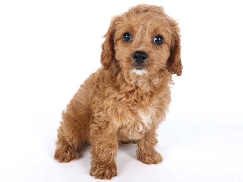 [#14630] Red Female Cavapoo Puppies For Sale #2