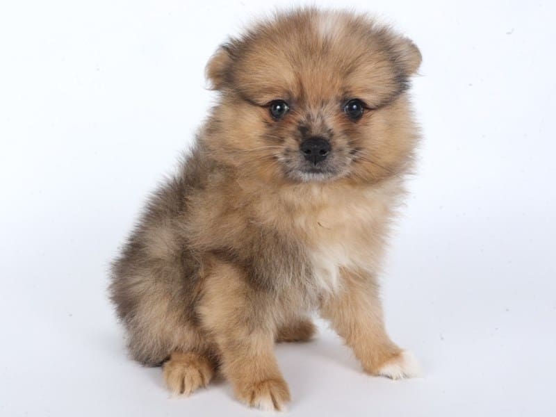 [#14631] Chocolate Fawn Male Pomeranian Puppies For Sale #2