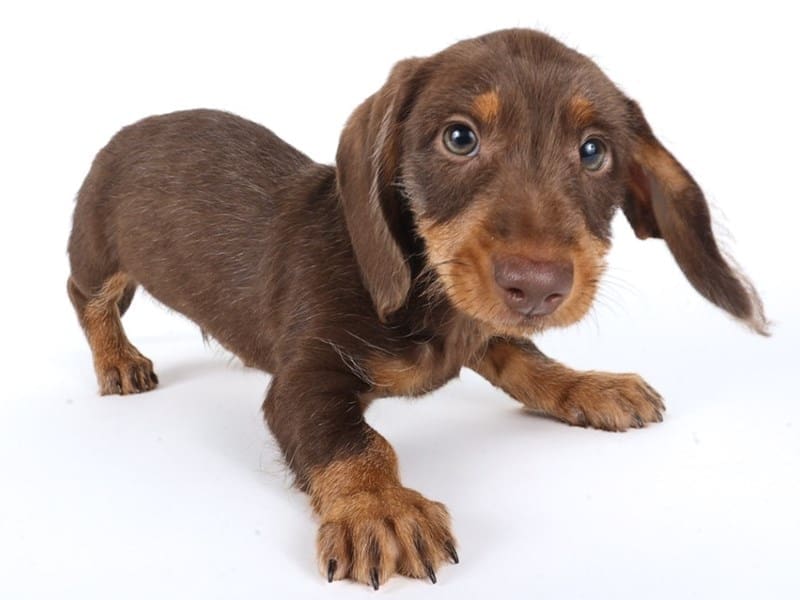 [#14632] Chocolate and Tan Male Miniature Dachshund Puppies For Sale #3