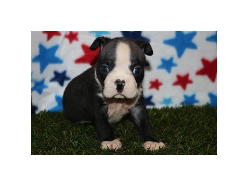 [#14634] Black / White Female Boston Terrier Puppies For Sale #2