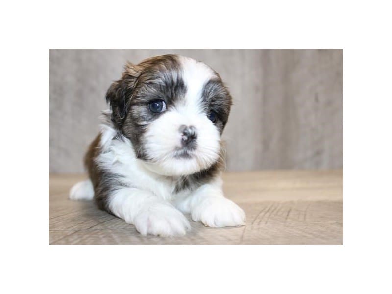 [#14635] Brindle / White Male Shih Tzu Puppies For Sale #2