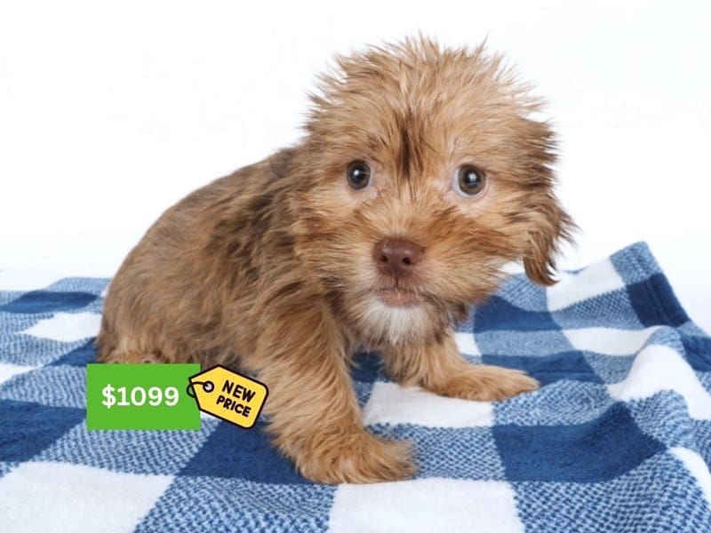 Shorkie-Dog-Female-Brown-4999104-XO PUPS