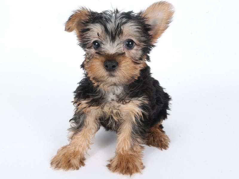 [#14645] Black & Tan Male Silky Terrier Puppies For Sale #2