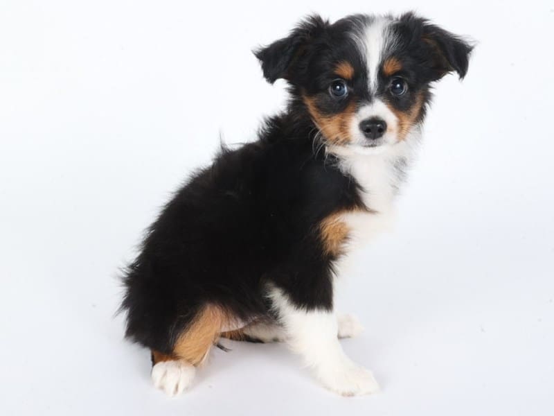 [#14641] Black/Tri Female Miniature Australian Shepherd Puppies For Sale #2