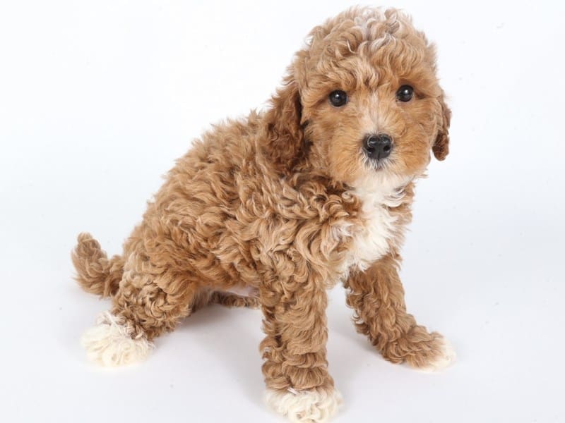 Havapoo-Dog-Male-Apricot-5028646-XO PUPS