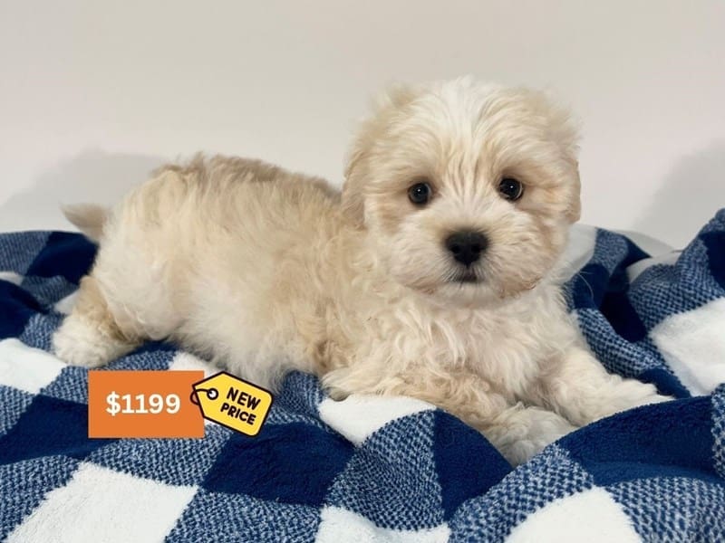 [#14563] Cream Male Latese Puppies For Sale #4