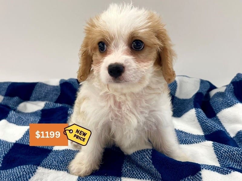 [#14561] Blenheim / White Male Cavachon Puppies For Sale #4