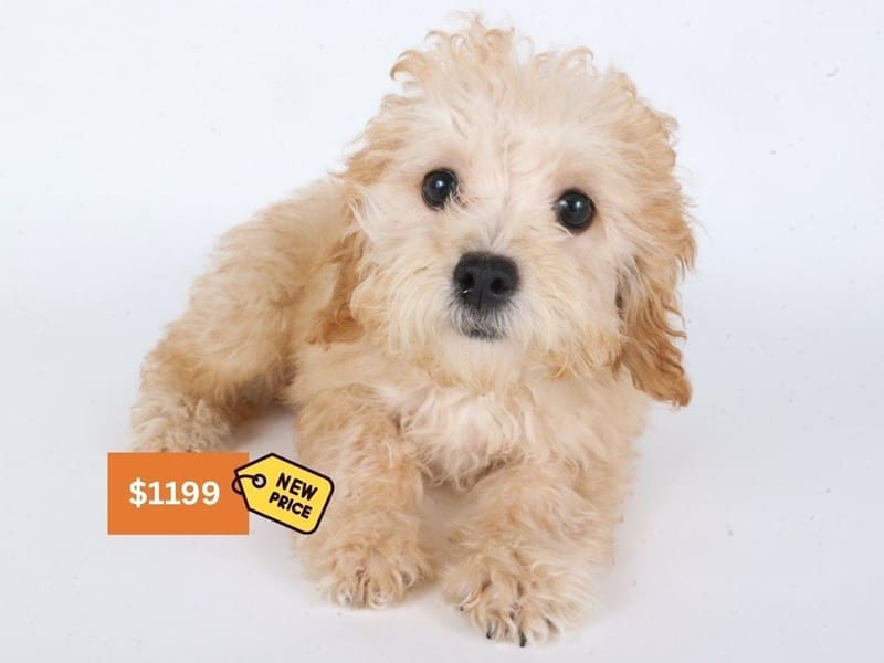 [#14595] Red Cream Female Yorkiepoo Puppies For Sale #3