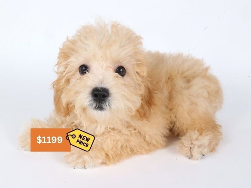 [#14596] Red Cream Female Yorkiepoo Puppies For Sale #3