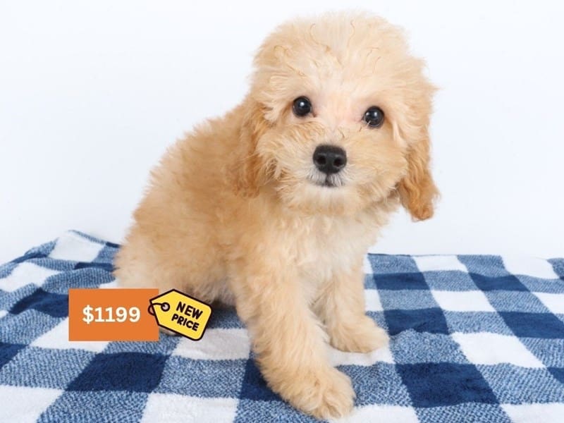 Yorkiepoo-Dog-Male-Red Cream-5006249-XO PUPS