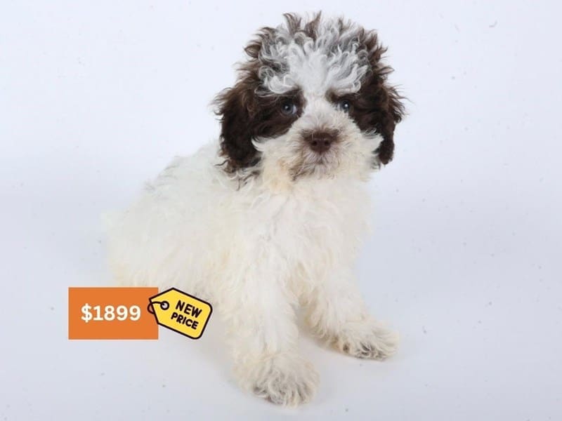 [#14615] White/Liver/Tan Male Cavapoo Puppies For Sale #3