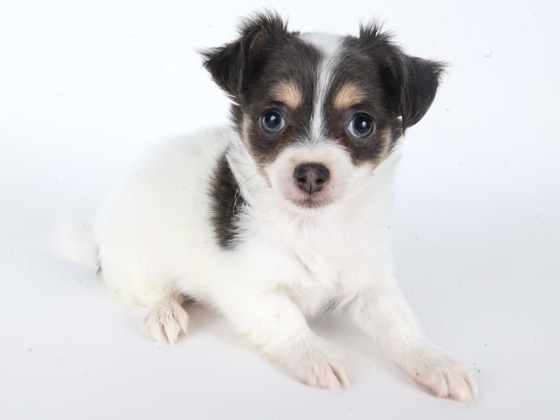 [#14649] Blue Tri Male Chihuahua Puppies For Sale #2