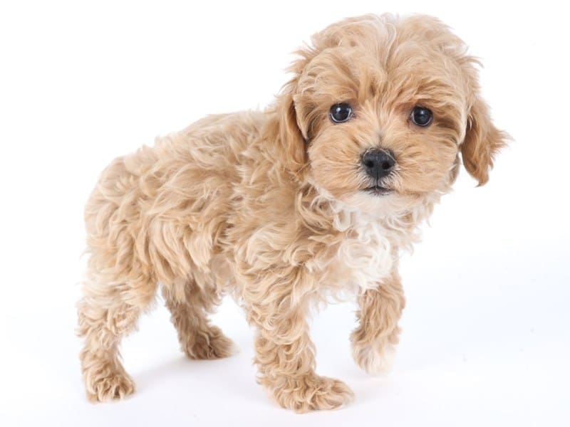 [#14650] Apricot Male Maltipoo Puppies For Sale #2