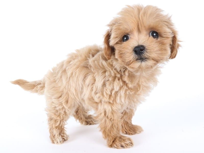 [#14651] Apricot Female Maltipoo Puppies For Sale #2