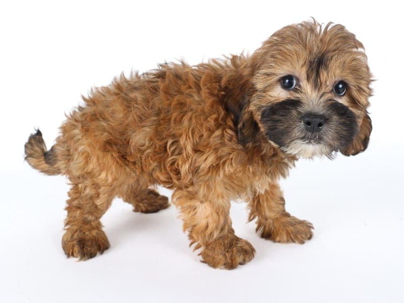 [#14652] Red Sable Female Lhasapoo Puppies For Sale #2
