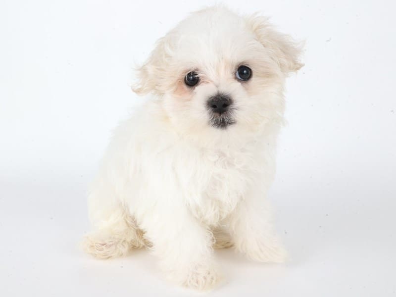 [#14639] White Female Maltese Puppies For Sale #3
