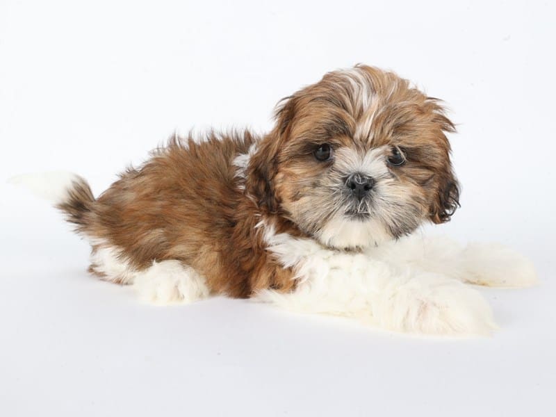 [#14636] Brown / White Male Shih Tzu Puppies For Sale #3