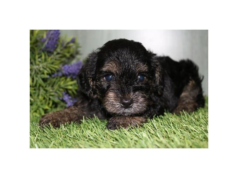 [#14654] Black / Tan Male Yorkiepoo Puppies For Sale #2