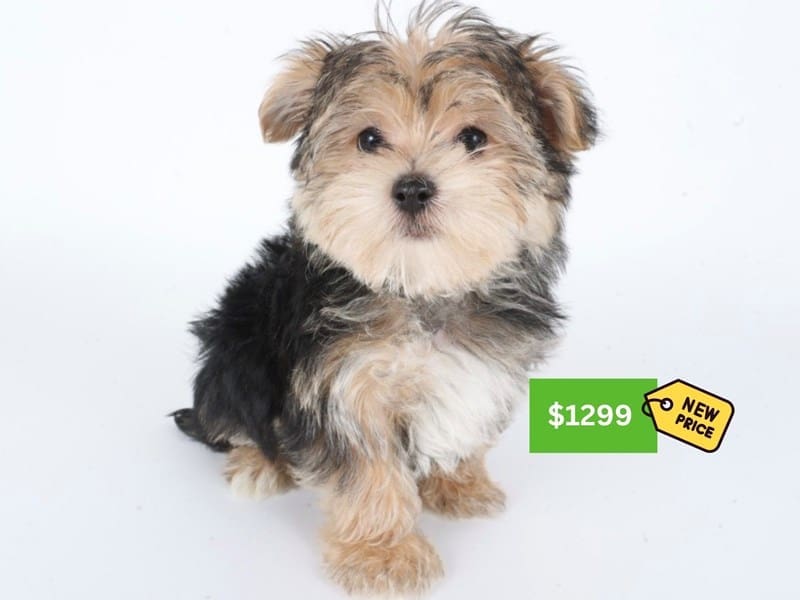 [#14614] Black/Tan Male Morkie Puppies For Sale #3