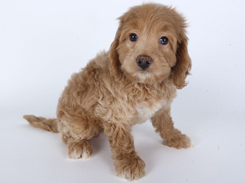 [#14616] Apricot Male Cockadoodle Puppies For Sale #3