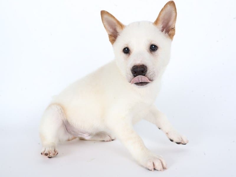 [#14617] Cream Male Shiba Inu Puppies For Sale #3