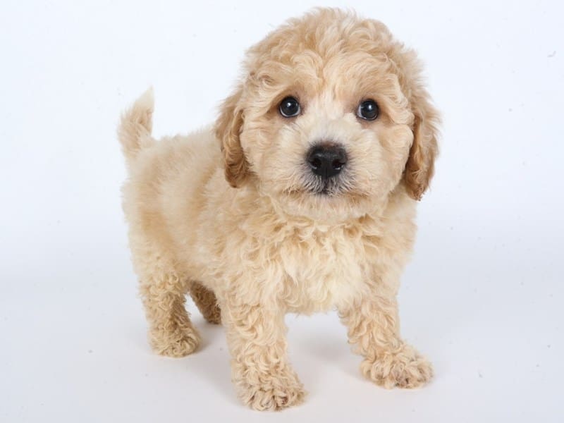 [#14621] Apricot Male Poochon Puppies For Sale #2