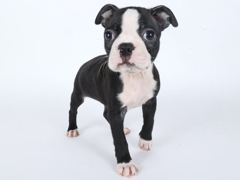 [#14634] Black / White Female Boston Terrier Puppies For Sale #3
