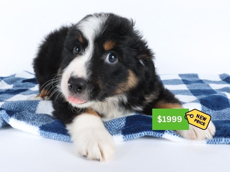 [#14590] Black Male Miniature Australian Shepherd Puppies For Sale #4