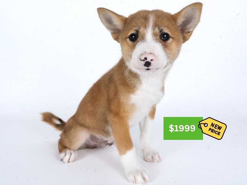 [#14619] Red/White Female Shiba Inu Puppies For Sale #3