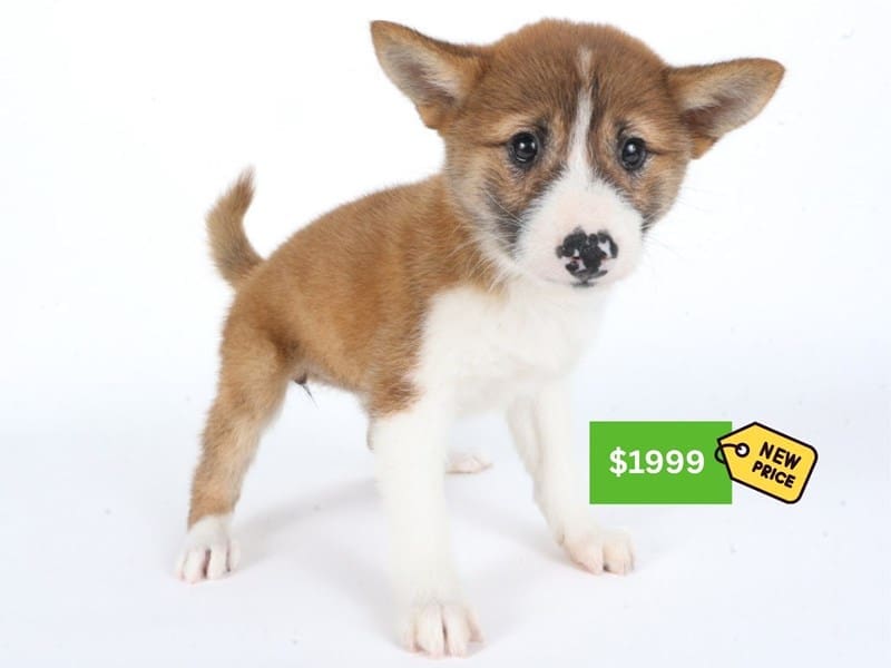 [#14620] Red/White Male Shiba Inu Puppies For Sale #3