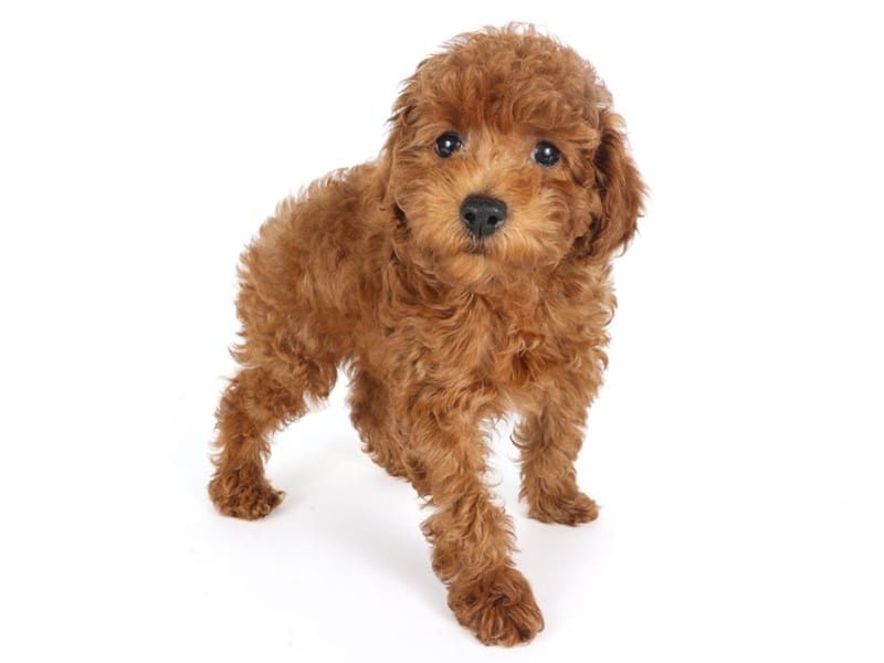[#14653] Red Male Miniature Poodle Puppies For Sale #3
