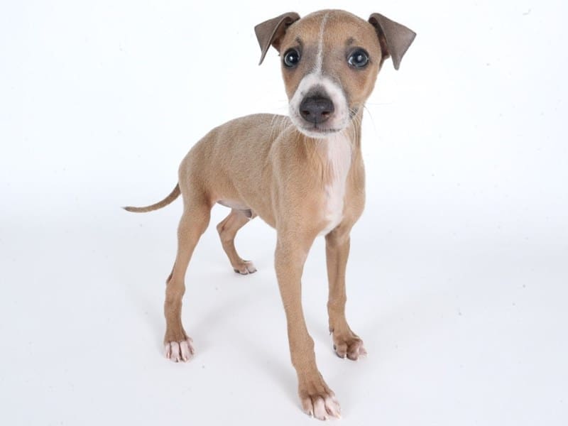 Italian Greyhound-Dog-Male-Fawn/White-5041858-XO PUPS