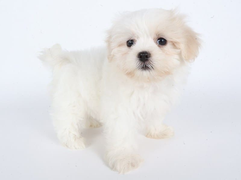 [#14658] Cream/White Female Malshi Puppies For Sale #2