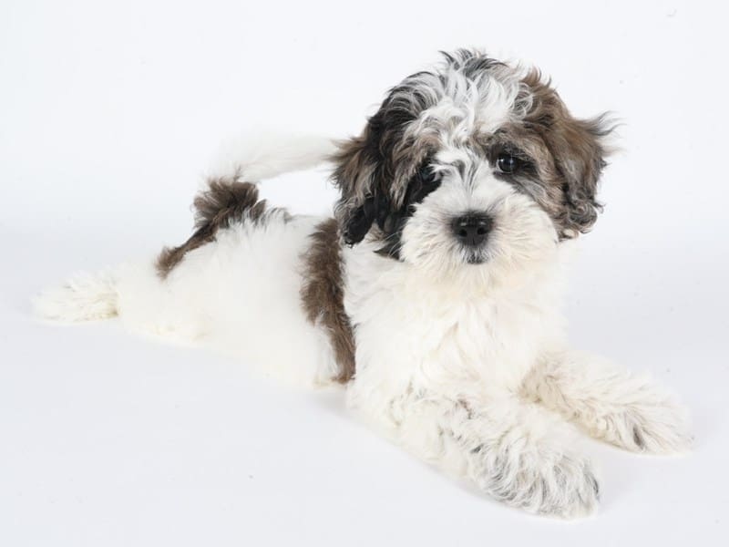 [#14637] Chocolate Merle Female Daisy Dog Puppies For Sale #3