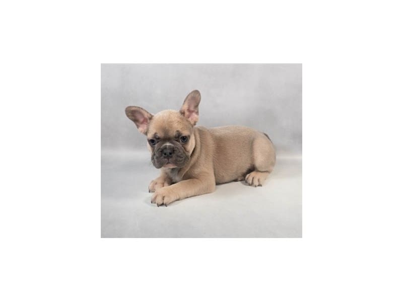 [#14661] Blue Fawn Male French Bulldog Puppies For Sale #2