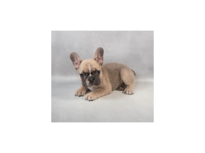 [#14662] Blue Fawn Male French Bulldog Puppies For Sale #2