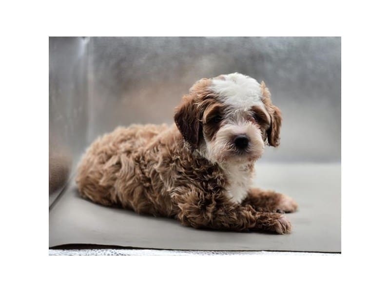 [#14672] Red / White Male Cock A Poo 2nd Gen Puppies For Sale #2