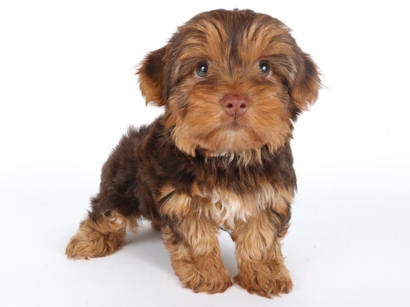 Yorkshire Terrier-Dog-Female-Chocolate and Tan-5046946-XO PUPS