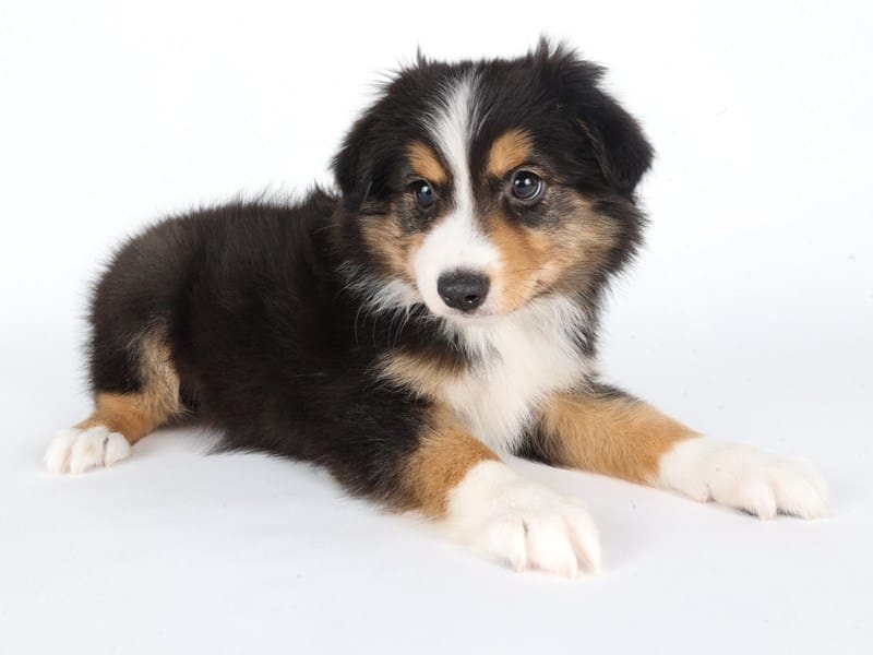 Miniature Australian Shepherd-Dog-Male-Black White and Brown-5046023-XO PUPS