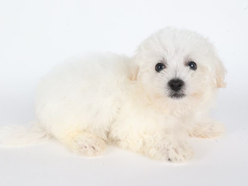 [#14664] White Male Bichon Frise Puppies For Sale #3