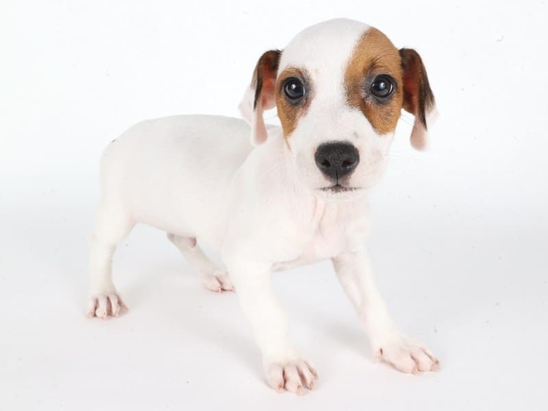[#14665] White and Red Male Jack Russell Terrier Puppies For Sale #3