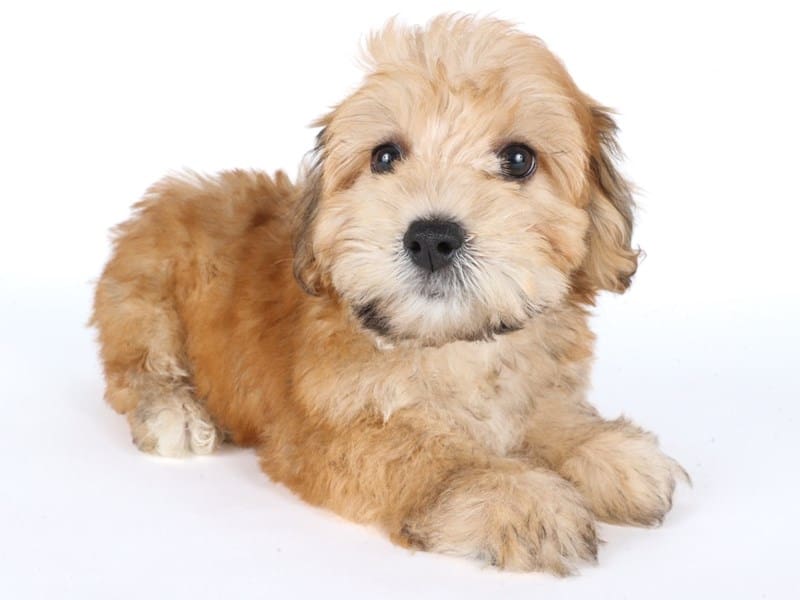 [#14666] Gold Male Yochon Puppies For Sale #3